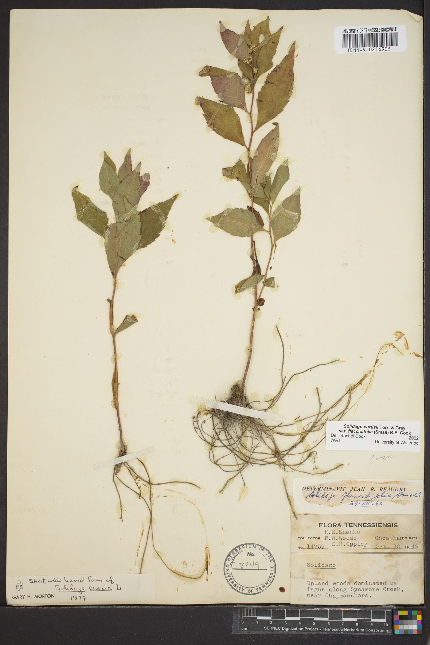 Solidago flaccidifolia image