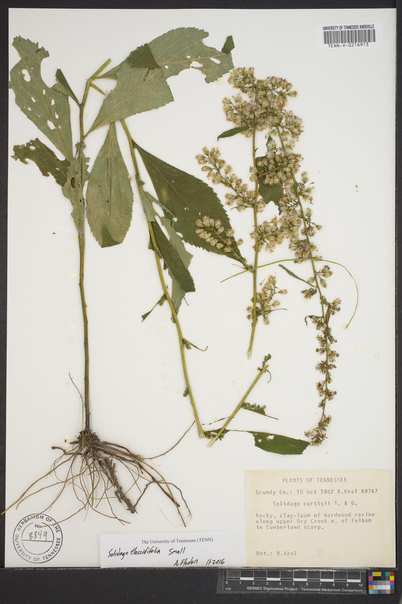 Solidago flaccidifolia image