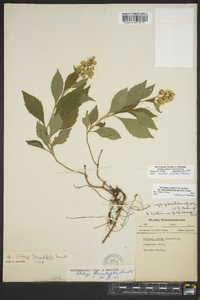 Solidago flaccidifolia image