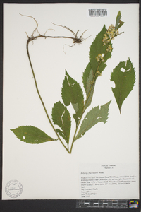 Solidago flaccidifolia image