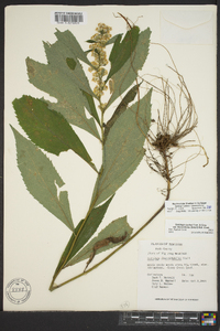 Solidago flaccidifolia image