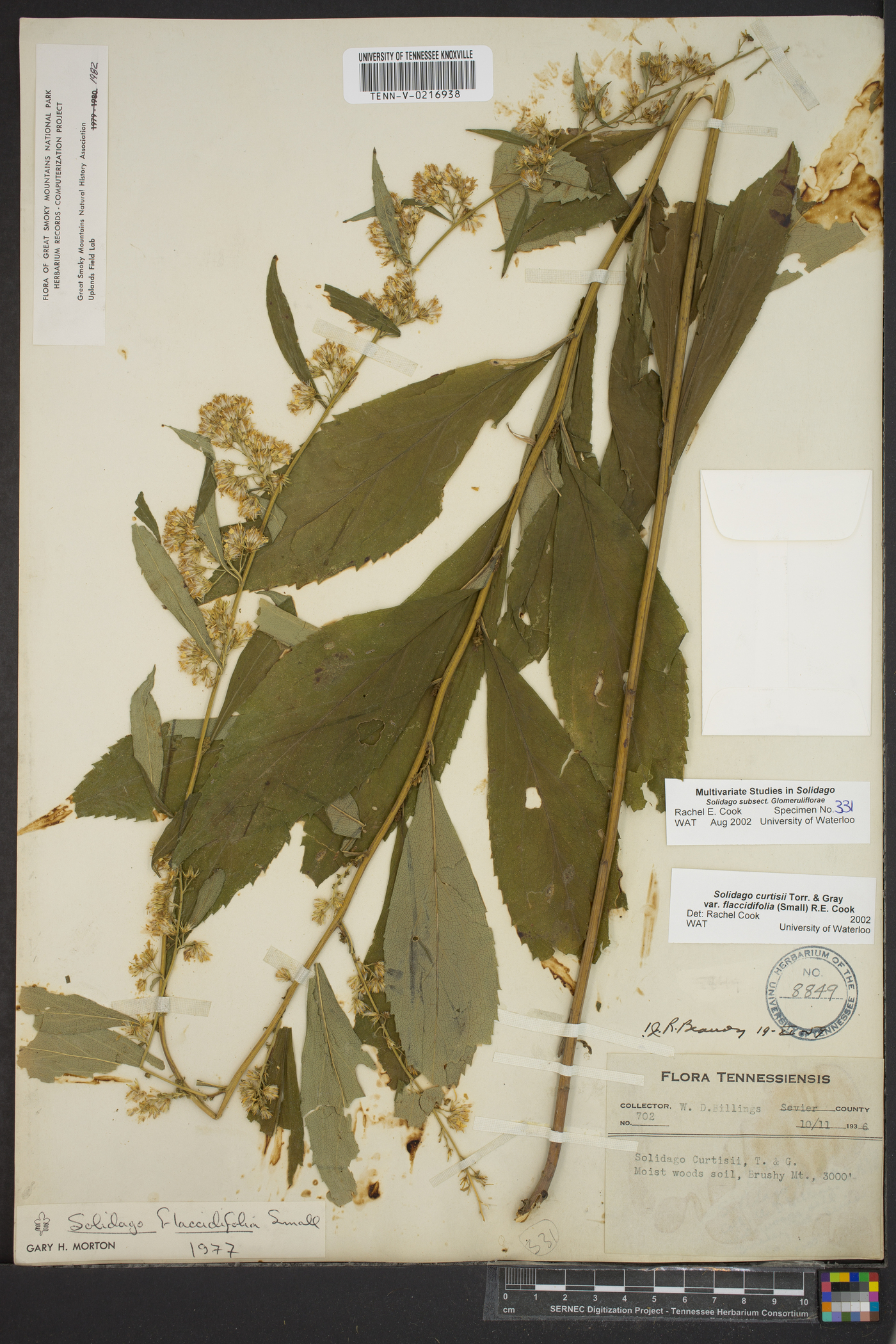Solidago flaccidifolia image