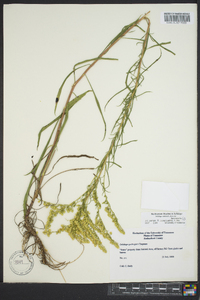 Solidago missouriensis var. fasciculata image