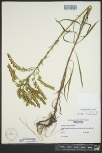 Solidago missouriensis var. fasciculata image