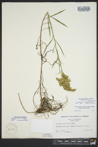 Solidago missouriensis var. fasciculata image