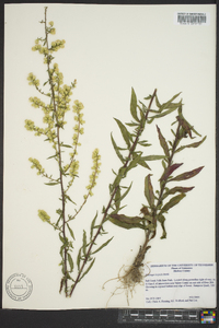 Solidago hispida image