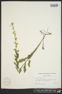 Solidago hispida image