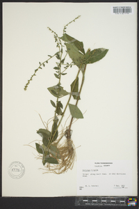 Solidago hispida image