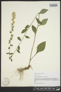 Solidago hispida image