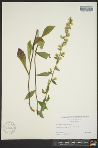 Solidago hispida image