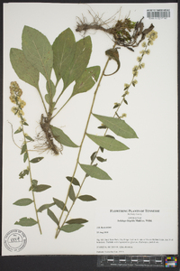 Solidago hispida image