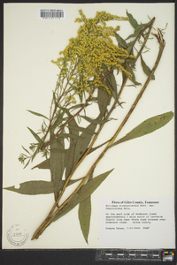 Solidago missouriensis var. fasciculata image