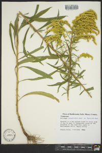 Solidago missouriensis var. fasciculata image