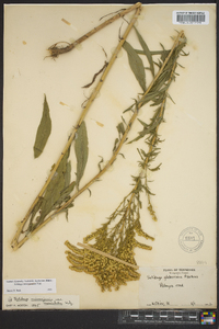 Solidago missouriensis var. fasciculata image