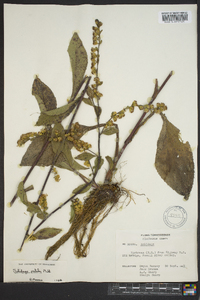 Solidago patula image