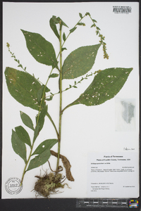 Solidago patula image