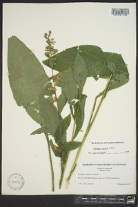 Solidago patula image