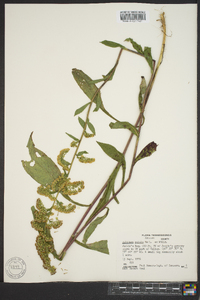 Solidago patula image