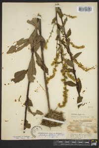 Solidago patula image