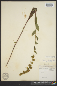 Solidago patula image