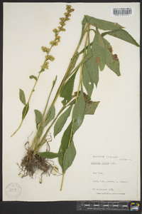 Solidago patula image