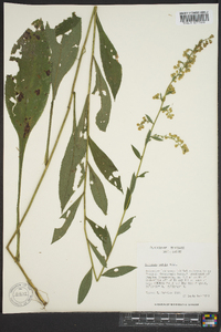 Solidago patula image