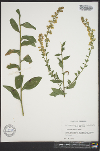 Solidago patula image