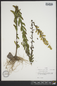 Solidago puberula image