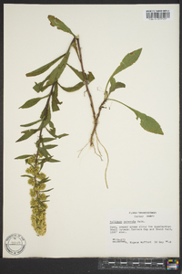 Solidago puberula image