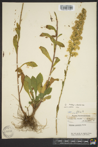 Solidago puberula image