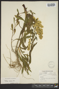 Solidago puberula image