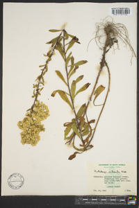 Solidago puberula image