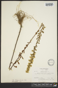 Solidago puberula image