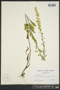 Solidago puberula image