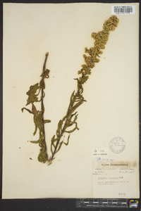 Solidago puberula image