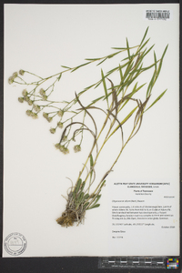 Solidago ptarmicoides image