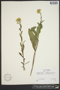 Solidago rigida image