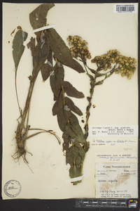 Solidago rigida image