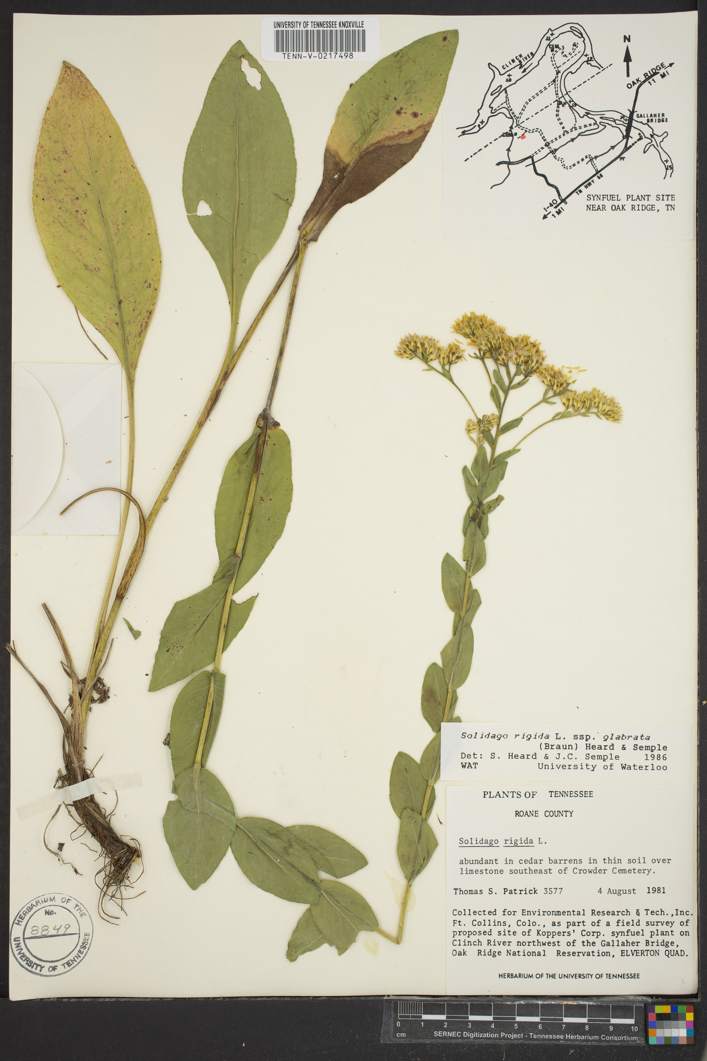 Solidago rigida var. glabrata image