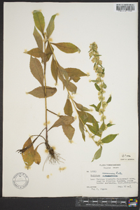 Solidago roanensis image