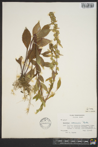 Solidago roanensis image