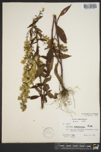 Solidago roanensis image