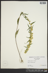 Solidago roanensis image