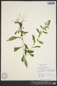 Solidago roanensis image