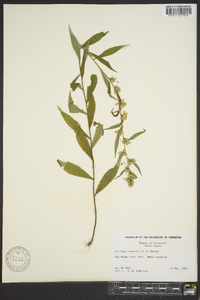 Solidago roanensis image