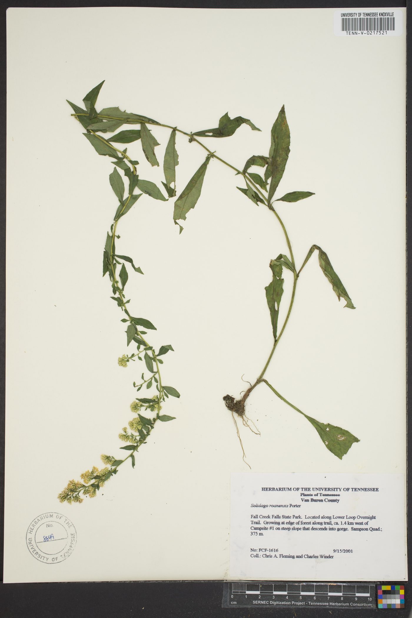 Solidago roanensis image