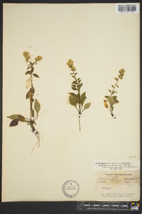 Solidago roanensis image