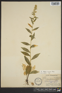 Solidago roanensis image