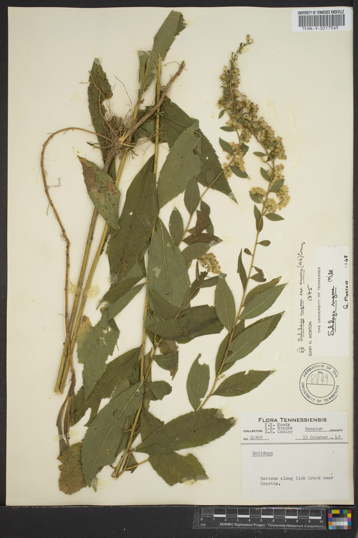 Solidago rugosa subsp. aspera image