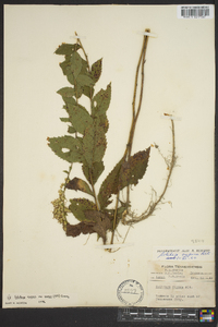 Solidago rugosa subsp. aspera image